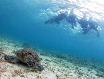 アマミエンシスに投稿された画像（2018/3/9）