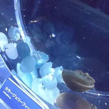 すみだ水族館に投稿された画像（2019/1/3）