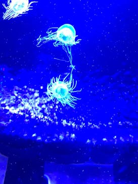 サンシャイン水族館に投稿された画像（2018/8/13）