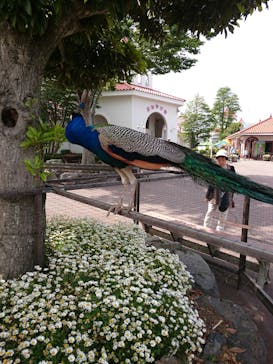 伊豆シャボテン動物公園に投稿された画像（2018/5/28）