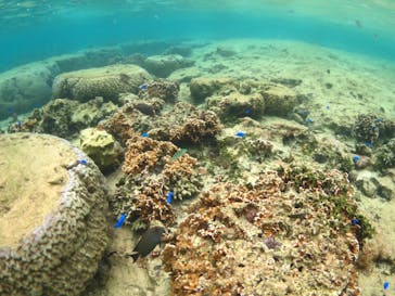 diving&workshop IHANASHI（ダイビングアンドワークショップイハナシ）に投稿された画像（2018/9/25）