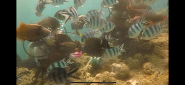 青の洞窟専門店　沖縄ダイビングショップ和に投稿された画像（2018/7/10）