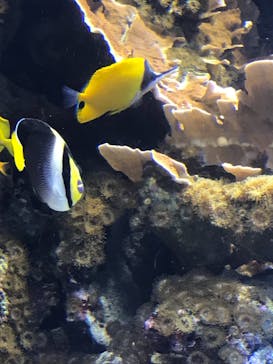 鳥羽水族館に投稿された画像（2019/5/6）