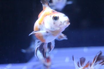 すみだ水族館に投稿された画像（2018/12/16）