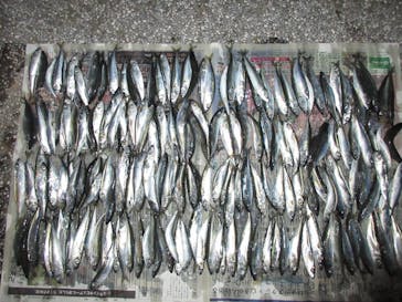 安良里漁港 係船釣りに投稿された画像（2019/5/15）