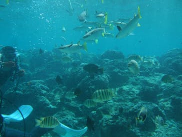 沖縄ダイビングショップシーモールに投稿された画像（2019/1/13）