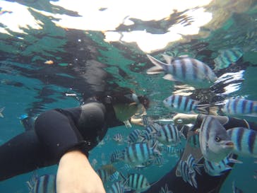 武藤潜水に投稿された画像（2017/11/27）