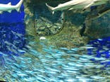 サンシャイン水族館に投稿された画像（2018/5/4）
