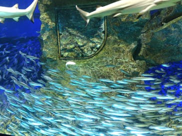 サンシャイン水族館に投稿された画像（2018/5/4）
