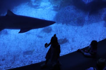 すみだ水族館に投稿された画像（2018/8/15）