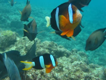 沖縄ダイビングショップシーモールに投稿された画像（2019/2/7）