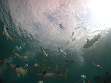 沖縄ダイビングショップシーモールに投稿された画像（2018/11/4）