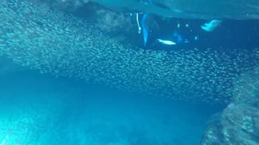 青の洞窟専門店　沖縄ダイビングショップ和に投稿された画像（2018/7/26）