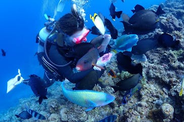 ダイビングショップ Sea Free（シーフリー）に投稿された画像（2018/12/3）