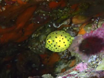 Diving Schoolテールアップ 福岡天神に投稿された画像（2018/10/3）