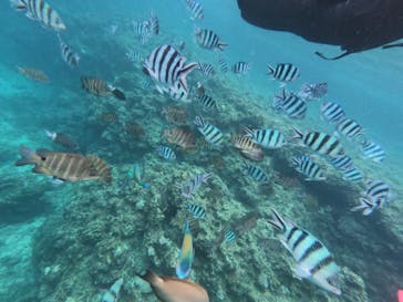 沖縄ダイビングショップシーモールに投稿された画像（2019/4/16）