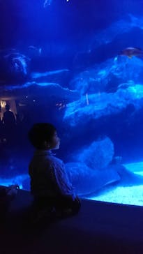 すみだ水族館に投稿された画像（2019/5/3）