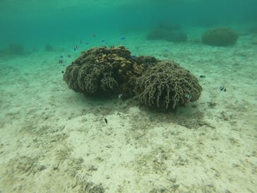 diving&workshop IHANASHI（ダイビングアンドワークショップイハナシ）に投稿された画像（2019/5/29）