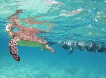 アマミエンシスに投稿された画像（2018/5/5）