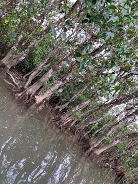 マングローブ茶屋に投稿された画像（2019/1/19）