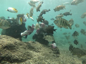 武藤潜水に投稿された画像（2019/5/21）