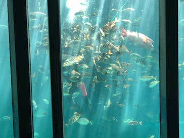 下田海中水族館に投稿された画像（2018/7/14）