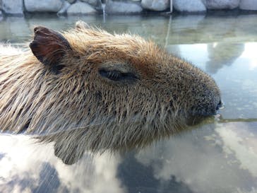 那須どうぶつ王国に投稿された画像（2017/11/12）