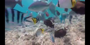 青の洞窟専門店　沖縄ダイビングショップ和に投稿された画像（2018/7/17）