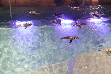 すみだ水族館に投稿された画像（2018/12/16）
