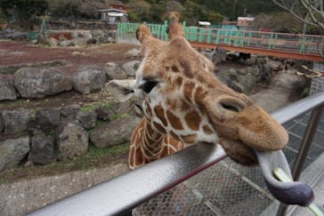 伊豆アニマルキングダムに投稿された画像（2018/3/23）