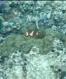 ズミヤーに投稿された画像（2019/3/18）