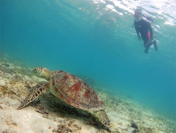 アマミエンシスに投稿された画像（2017/11/14）