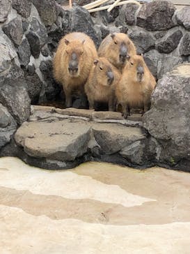 伊豆シャボテン動物公園に投稿された画像（2019/4/1）