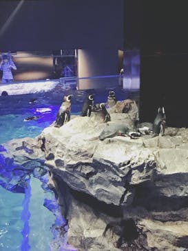 すみだ水族館に投稿された画像（2018/8/19）