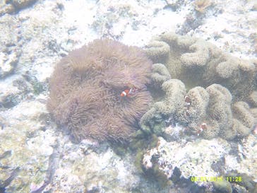 ズミヤーに投稿された画像（2019/6/7）