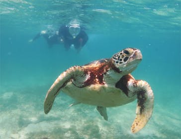 アマミエンシスに投稿された画像（2017/10/7）