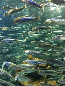 サンシャイン水族館に投稿された画像（2018/8/18）