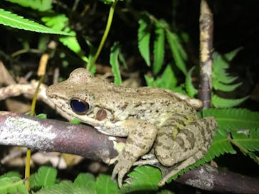 奄美ナイトツアーサービスに投稿された画像（2019/1/4）