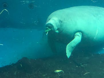 鳥羽水族館に投稿された画像（2019/5/8）