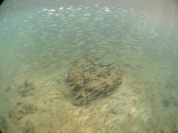 diving&workshop IHANASHI（ダイビングアンドワークショップイハナシ）に投稿された画像（2018/8/10）