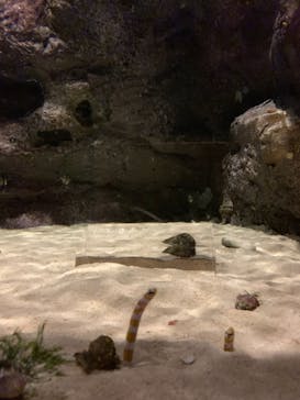 京都水族館に投稿された画像（2019/2/10）