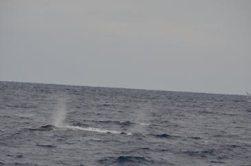 Sea World（シーワールド）に投稿された画像（2019/2/12）