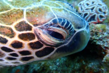 屋久島自然案内に投稿された画像（2019/4/16）