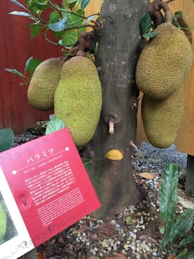 ジャンボツアーズに投稿された画像（2018/8/2）