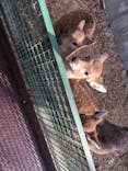 しろとり動物園に投稿された画像（2018/12/1）