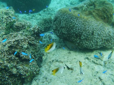 沖縄ダイビングショップシーモールに投稿された画像（2019/4/27）