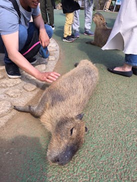 伊豆シャボテン動物公園に投稿された画像（2019/5/5）