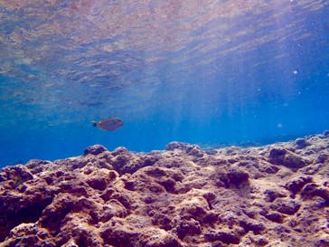 青の洞窟専門店　沖縄ダイビングショップ和に投稿された画像（2018/6/7）