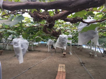 くぼ農園に投稿された画像（2018/9/16）