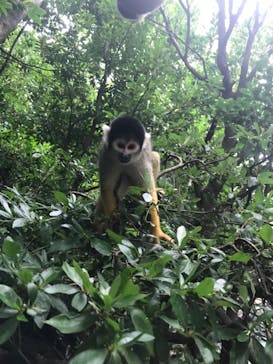 伊豆シャボテン動物公園に投稿された画像（2018/8/8）